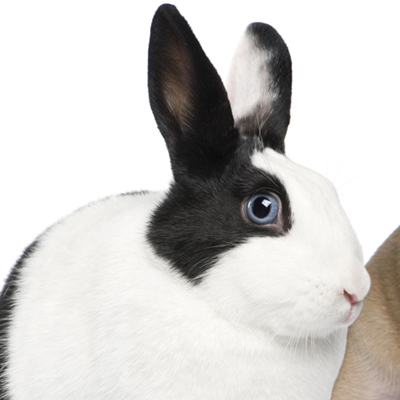 bunnyHamilton Road Animal Hospital London Ontario Rabbit Anesthesia-Exotic Veterinary Practice