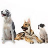 Anaesthesia  Dog Spay , Neuter, Surgery, Declaw and Emergency veterinary Service open 7 days a week
