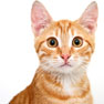 Hamilton Road Animal Hospital London Ontario- Surgery questions about cats.